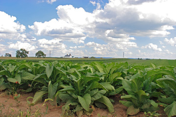 champs de tabac