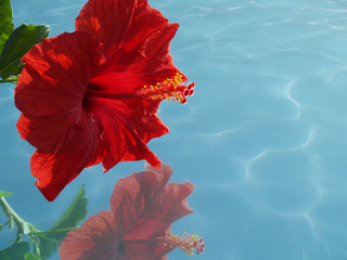 Hibiskusblüte © Evelyn Kobben