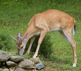 whitetail buck in velvet that's eating a meal