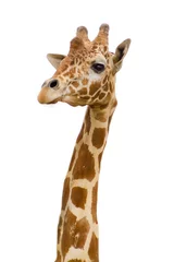 Zelfklevend Fotobehang Giraf girafgezicht in dierentuin geïsoleerde achtergrond