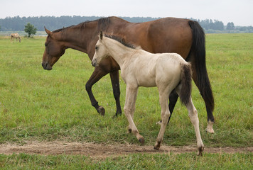 A pasturing brown horse and a white foal