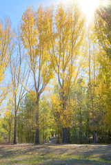 Fototapeta premium image of sunrise in autumn with sun shining through trees