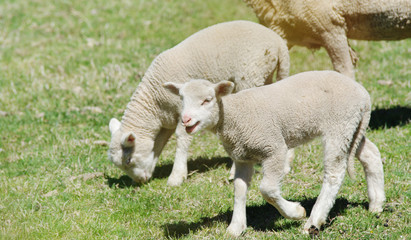 Naklejka na ściany i meble great image of young lambs on the farm