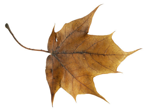 Brown autumn maple leaf isolated on a white background