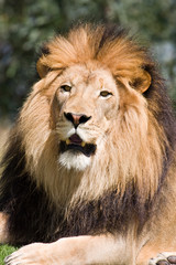 African wild life lion wondering.