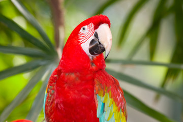 Parrot in the park
