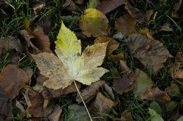 automne