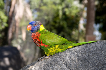 Red and colorful parot in to the wild
