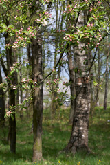 Obraz premium Spring blossoming tree and birches in park.
