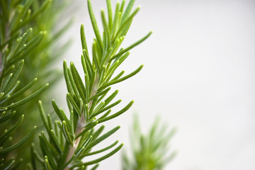 Rosemary Sprigs on Gray Background