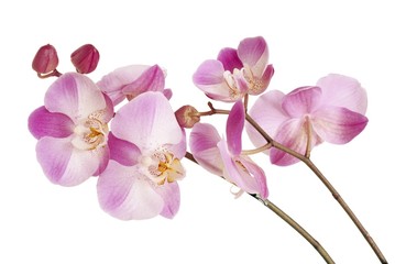 pretty pink orchids