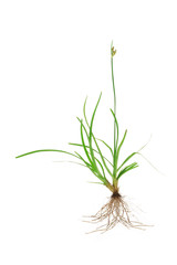 Obraz premium Green grass with roots isolated on white background