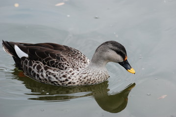 oiseau d'eau