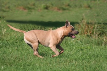 l'american staffordshire terrier en pleine course