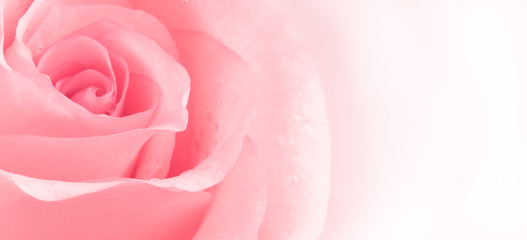 Obraz na płótnie Canvas pink rose..