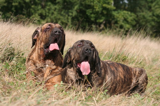 couple de fila brasileiro
