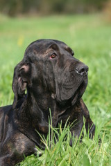 la tete imposante du fila brasileiro