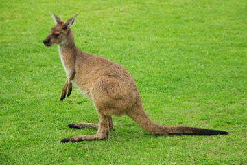 Kangaroo