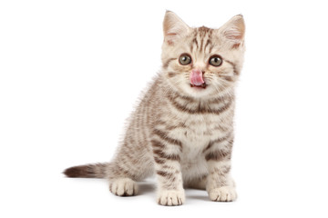 Cute little kitten with tongue on his nose
