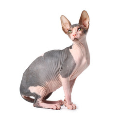 sphynx cat