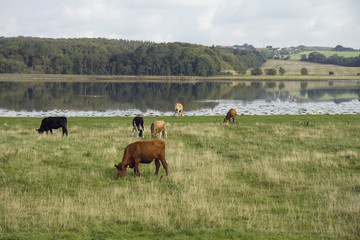 Cattle in the Meadow