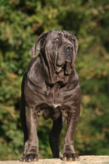 Obraz premium matin de naples noir de face