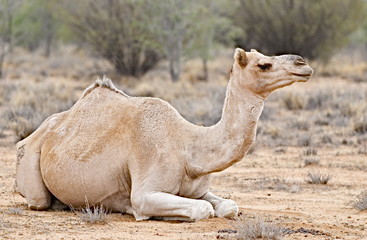 Resting camel in Australian desert