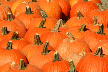 A Bunch of pumpkins for sale
