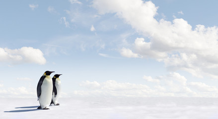 Fototapeta premium Penguin Panorama with copy space