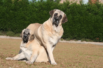 Vigilance et protection maternelle de son jeune chien