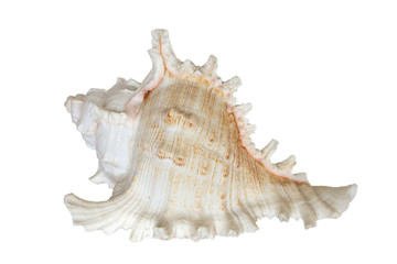 White sea shell (isolated on white background)