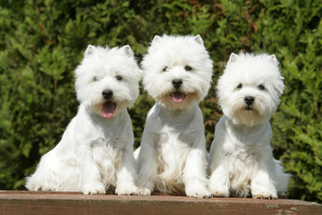 famille de westie qui pose