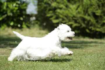 le westie sportif