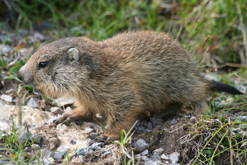 Marmotton