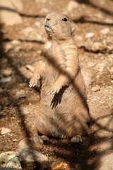 Chien de prairie aux aguets