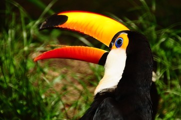 toucan