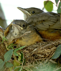 Birds on their nest