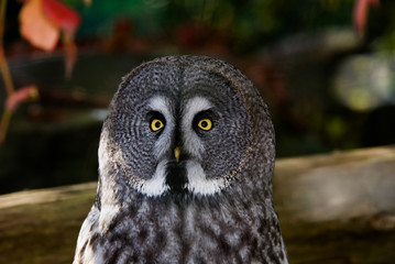 close-up of a Great Grey Owl or Lapland Owl (Strix nebulosa)