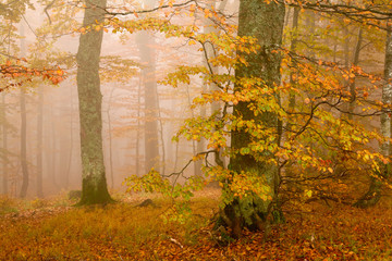 Animage of mist in autumn forest. Autumn theme.