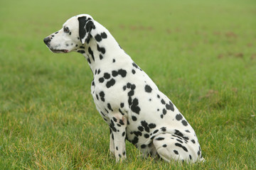Profil du Dalmatien assis &agrave; la campagne