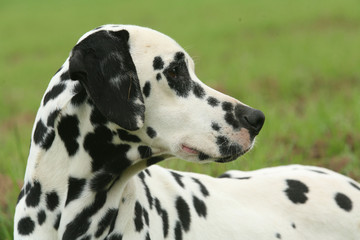 Portrait de profil d'un Dalmatien