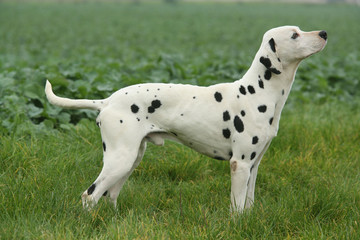 Profil entier d'un Dalmatien attentif