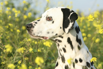 Portrait de profil d'un Dalmatien dans les fleurs des champs