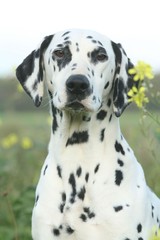 Portrait de face d'un Dalmatien dans les fleurs des champs