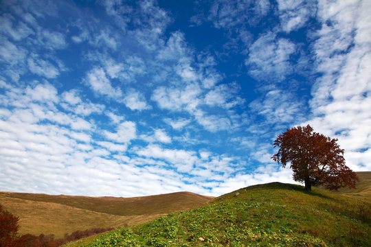 An image of red autumn tree on a hill