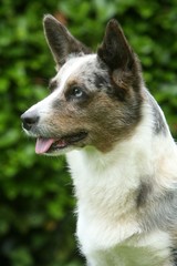 Curieux portrait de Welsh Corgi
