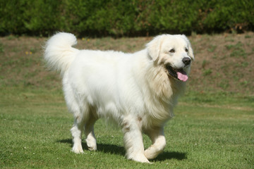 Adorable Berger des tartras marchant tranquillement