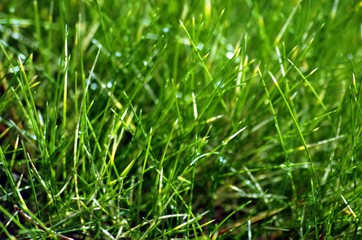 Gräser unter dem Sonnenlicht