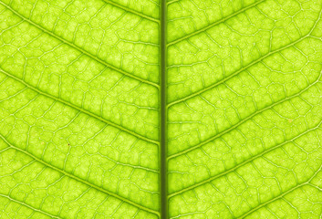 Fototapeta na wymiar Leaf texture in a vertical direction