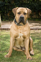 full body shot of male boerboel dog sitting down - 10143872